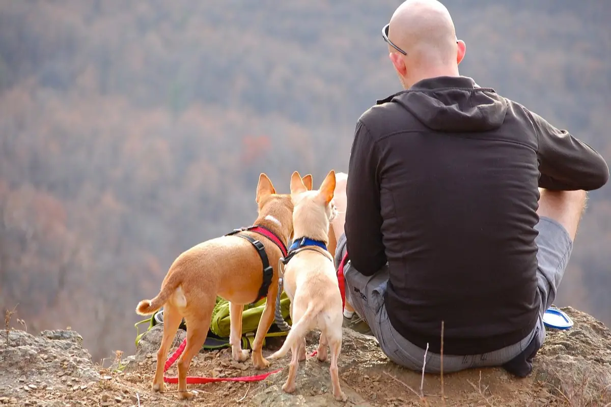 Camping Tips for Beginners with Dogs